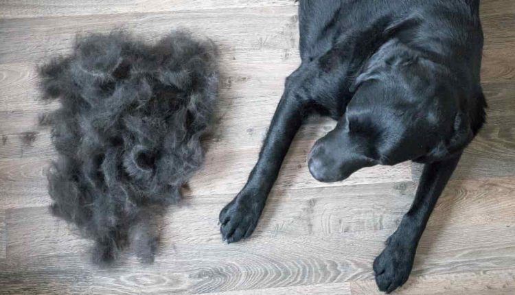 Shedding in Dogs: A close-up of a dog's fur during the molting process, with visible clumps of loose fur.