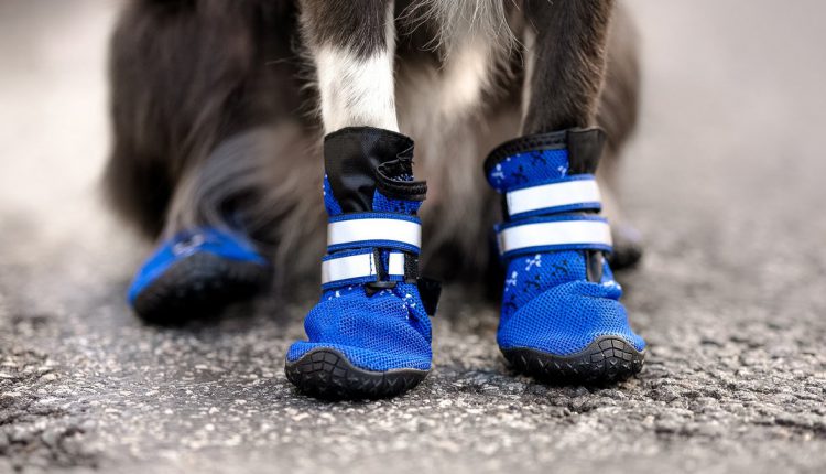 Chemical Agents: A small dog wearing booties on its paws to protect them from chemical burns and irritation during winter walks.