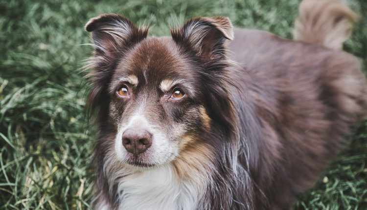 How long does the seasonal molt last?: A dog with a shiny, new coat of fur after the molting process.