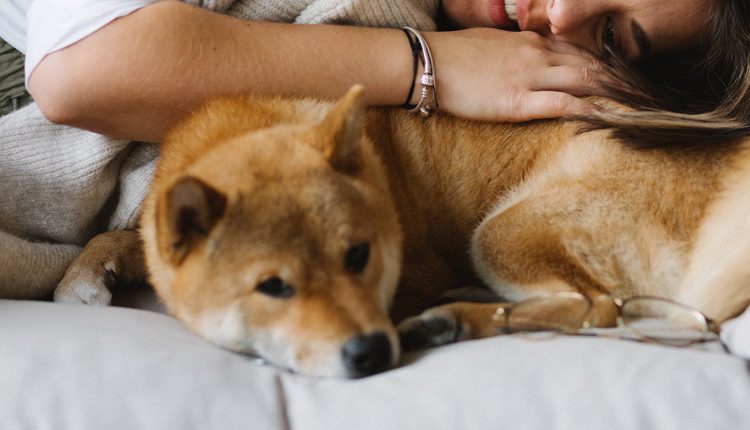 How to care for a pet during molting?: A person brushing a dog's fur to remove loose hair during the molting process.