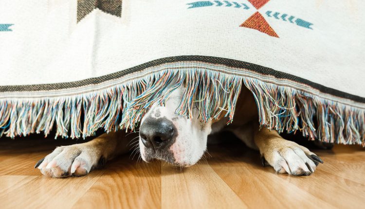 New Year's Fireworks: A dog cowering in a corner with its ears covered, as fireworks explode in the background.