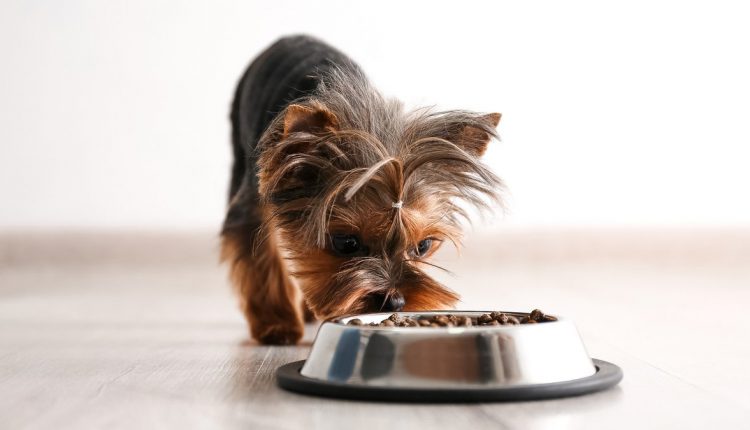 Reduced Immunity: A small dog eating a bowl of premium dog food.