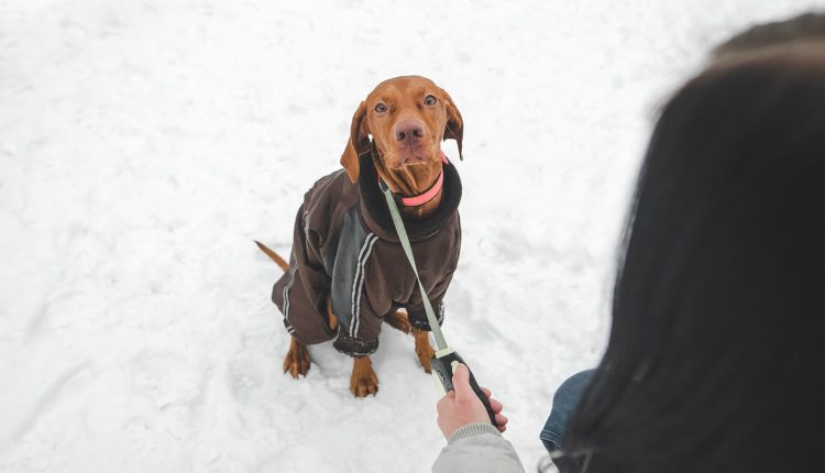 Slippery Road: A dog with a leash being held by its owner as they walk on a snowy road.