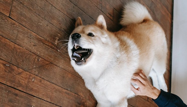 When do dogs shed?: The seasons for shedding in dogs.