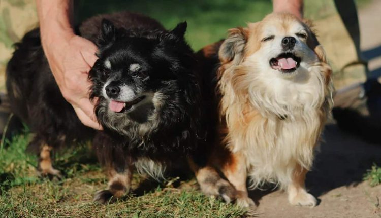 A happy dogs running in a grassy field