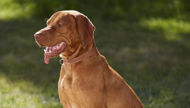 A dog being hugged by its owner