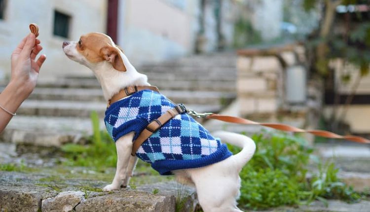 Dog Treats for Training and Rewards: A selection of different types of dog treats, including freeze-dried, soft, and jerky options