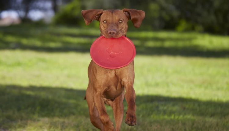 Dog playing with frisbee toy