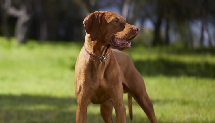 A dog being walked by its owner
