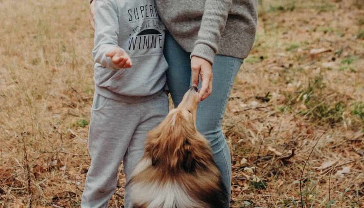 Dog eating hand feed dry dog food from pet owner