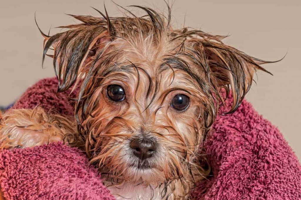 How And When To Bathe A Puppy Curious Dogs