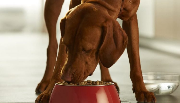 Dog being fed from a bowl
