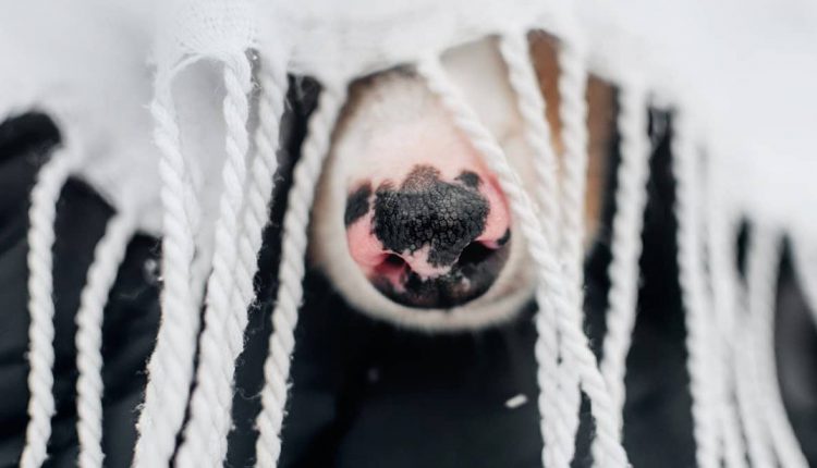 A dog wrapped in a blanket, looking cold and uncomfortable