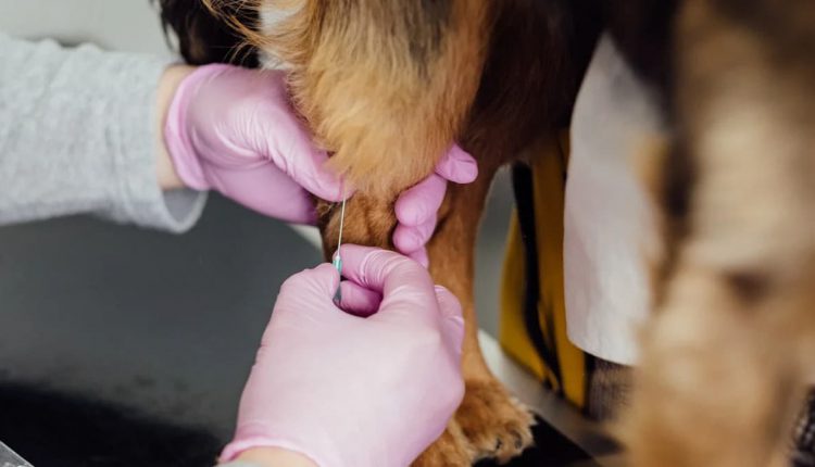 A close-up of a dog's face looking concerned as it receives a vaccination from a veterinarian.