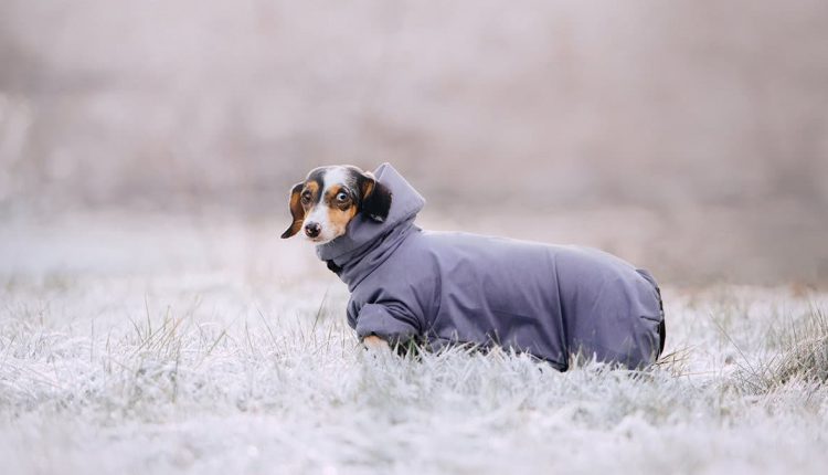 A dog wearing a gray winter coat, looking warm and comfortable