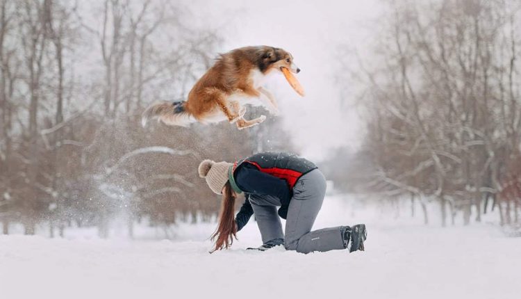 A dog playing catch in the snow