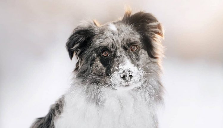 Grooming your dog by a professional groomer