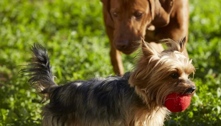 Dog playing after receiving vaccination at the veterinarian