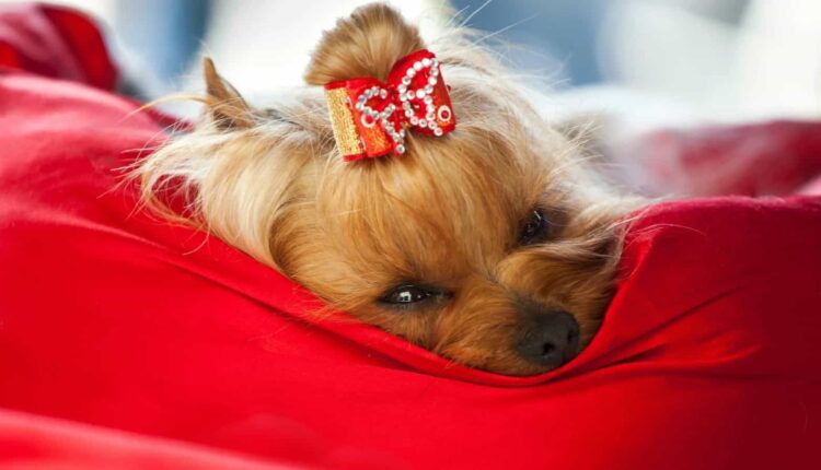A dog wearing a sweater and a bandana