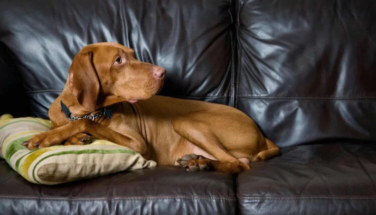A dog wearing a personalized collar