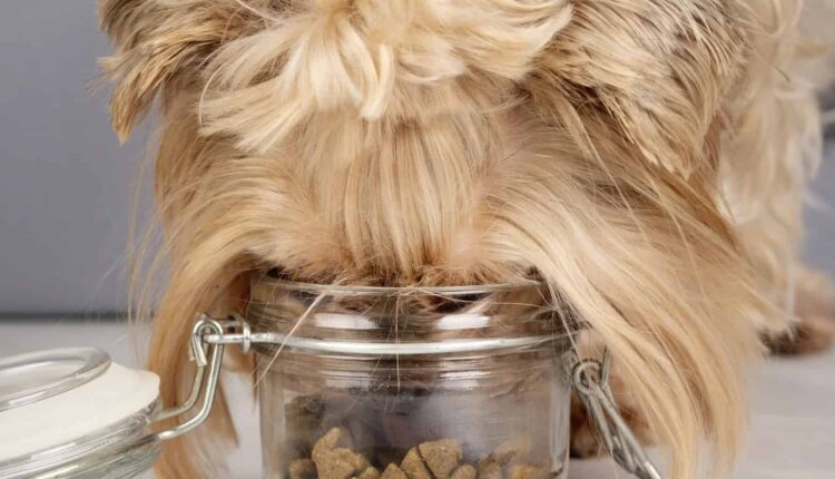 A variety of dog treats and chews on a table