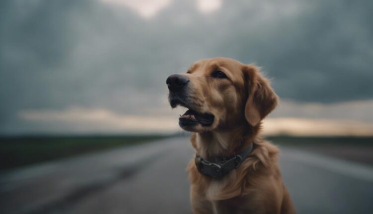 calm canine anxiety strategies