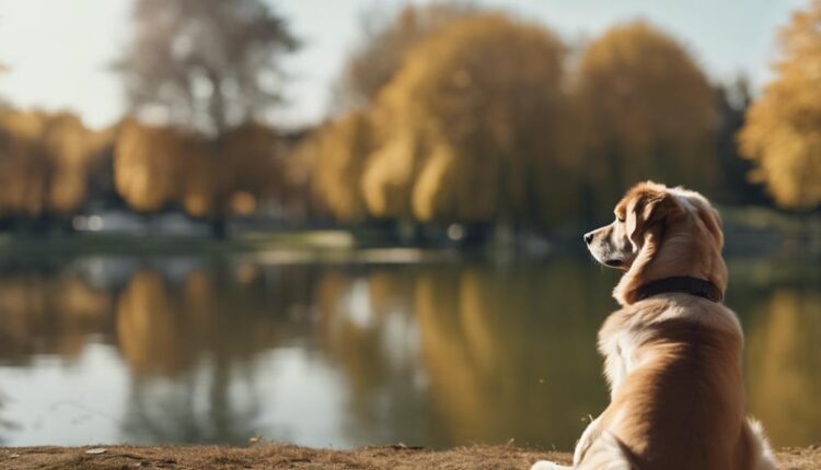 calming fido s fear issues
