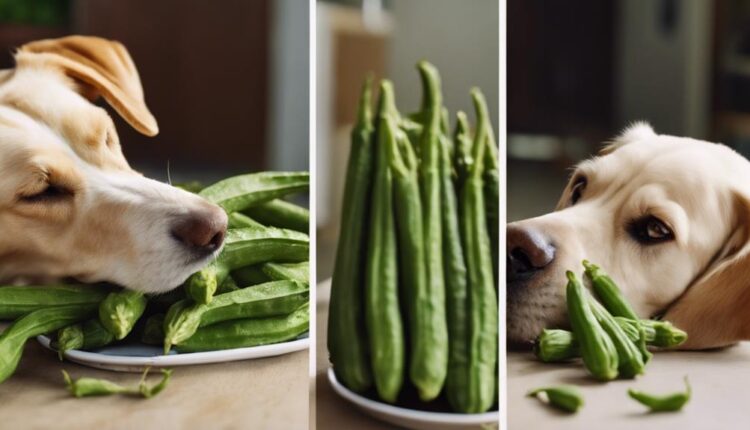 canines consume okra safely