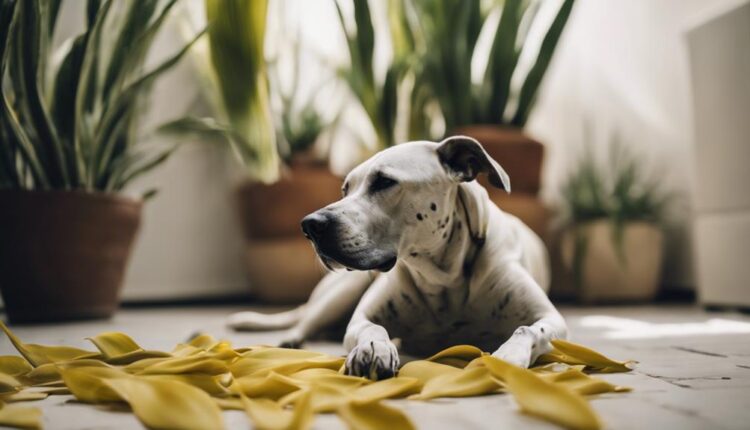 dangerous plant for dogs