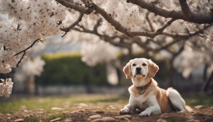 Almond Tree Toxicity: dangers of almond trees