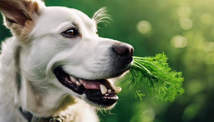 dill safe for dogs