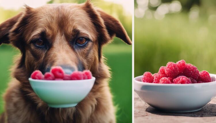 dogs can eat raspberries