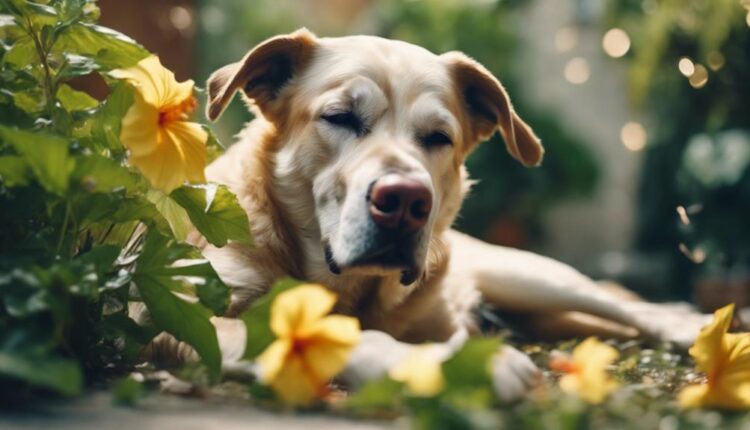 dogs ingest hibiscus plants