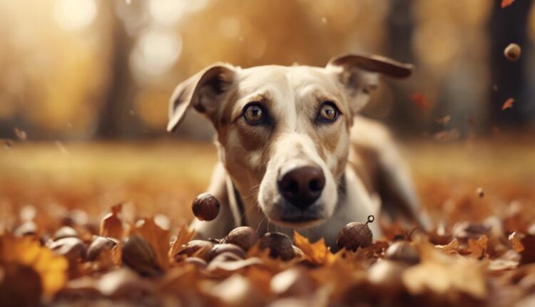 dogs should avoid acorns