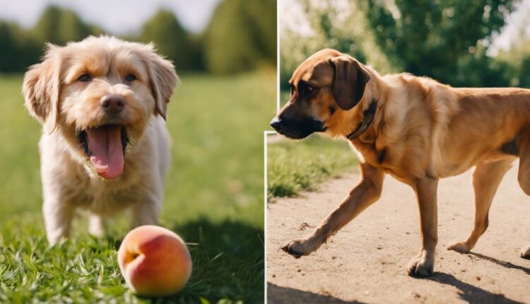 peaches safe for dogs