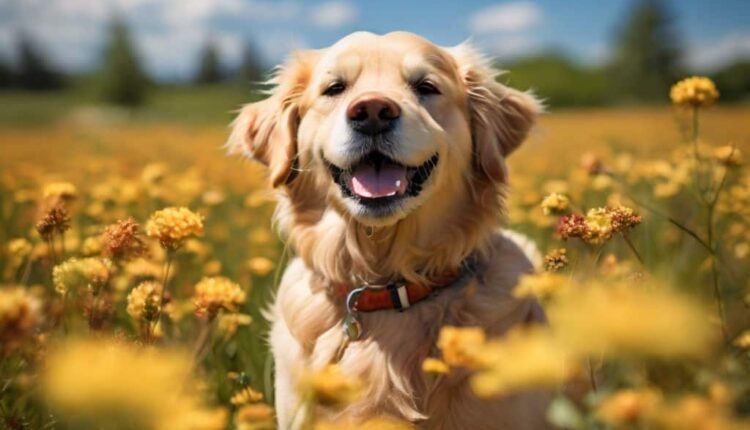 A dog in a field of yellow flowers with a blue sky in the background.