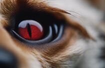 Recovery Tips After Dog Ear Hematoma Surgery | Curious Dogs